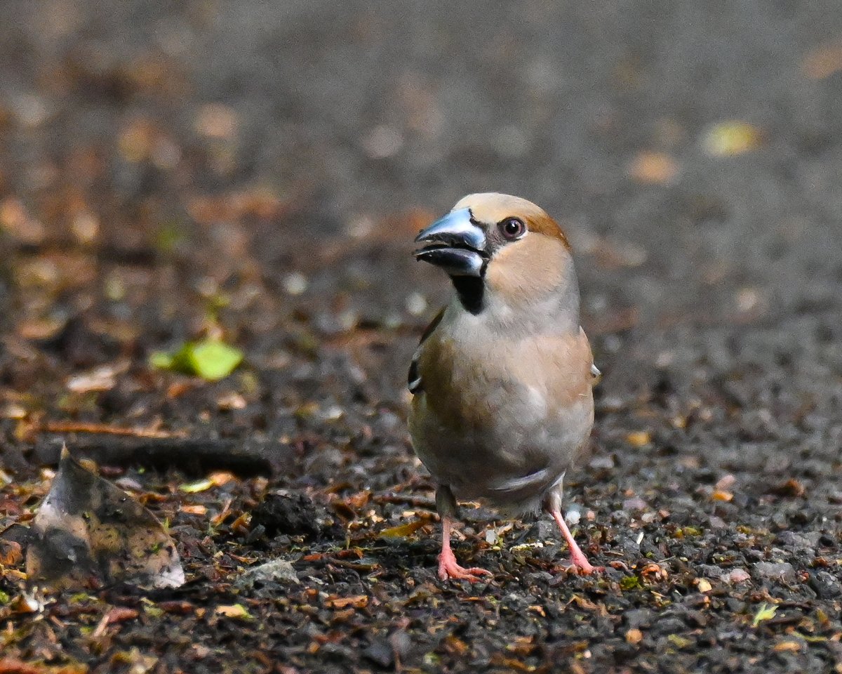 CactusFrankS's tweet image. I know the car can be a pretty effective bird hide, but today was bordering on the ridiculous when my target bird Hawfinch landed just a few meters ahead of me on the verge of the lane through my local woods! I only had to lean out of the window...
#birdwatching #birdphotography