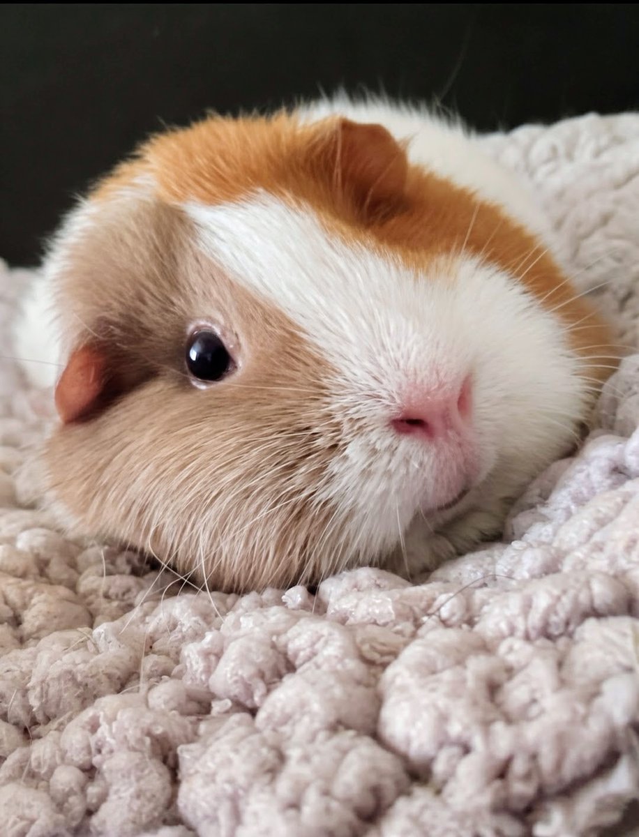 CompanionBridge's tweet photo. Mischief has a dental abscess that needs surgery ASAP. Time is running out. Mom has been working hard and has half of the money needed for treatment and is asking for help to raise the rest. Any help you can give is much appreciated.
https://t.co/K4Y6b32fFq https://t.co/GnHhJQyt3E