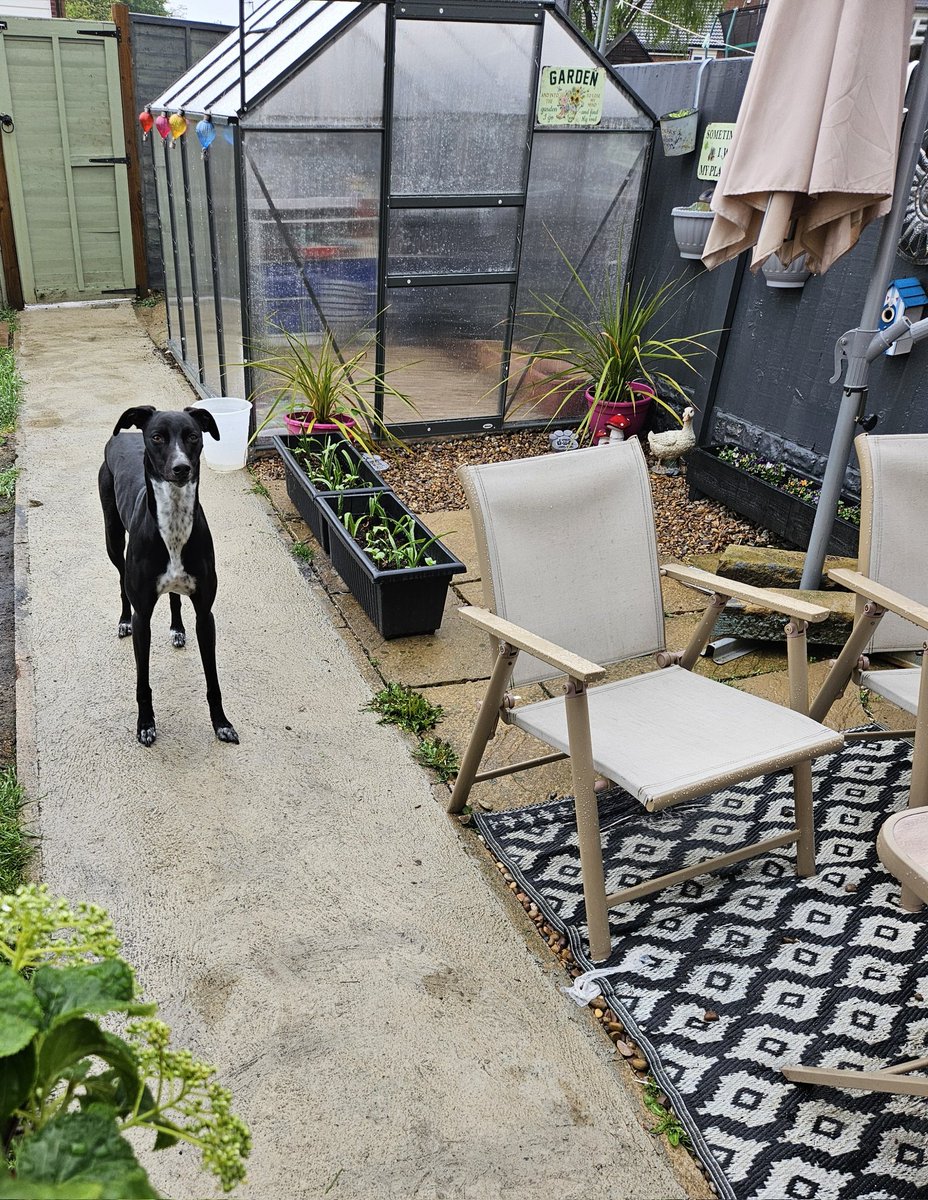 Cooper and Jasper whippet and lurcher tweet media