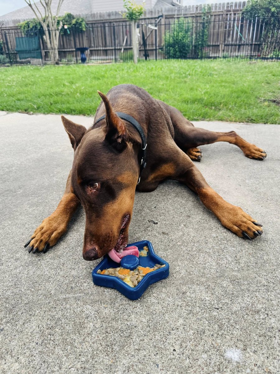 leeann_foxugc's tweet image. If your product claims to be “durable,” let’s put it to the Doberman test. I’ll film it, review it, and show results buyers can trust. #petugc #ugccreator #doberman