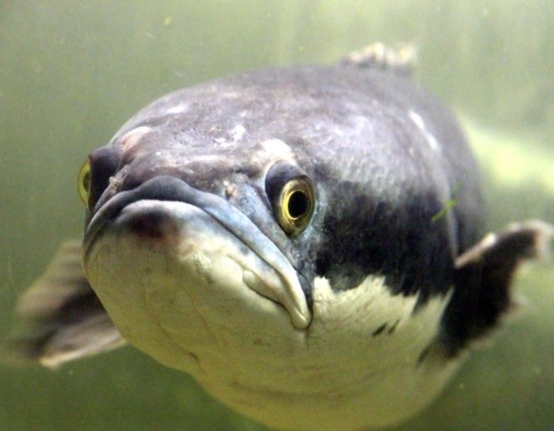 Snakehead tweet media