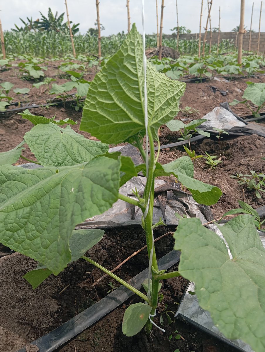 Farm With Gifty 🌽🌱 tweet media
