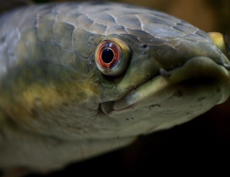 Snakehead tweet media