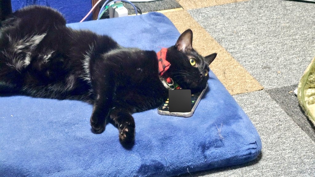 munacchi_game's tweet photo. スマホで喋ってる風😆 https://t.co/PrfzLwqvTh
