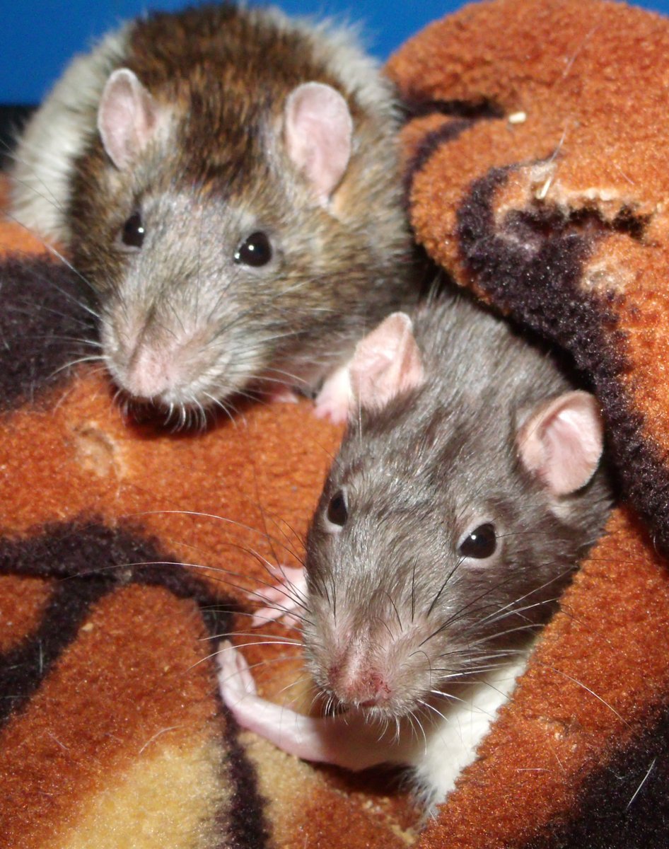 🐀 Enki tweet media
