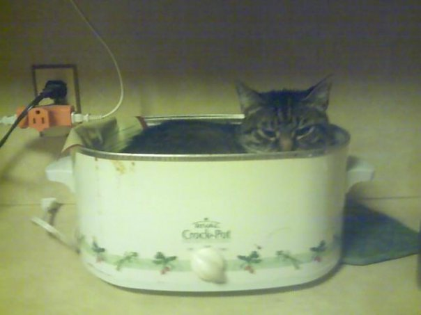 Ruled By Cats tweet media