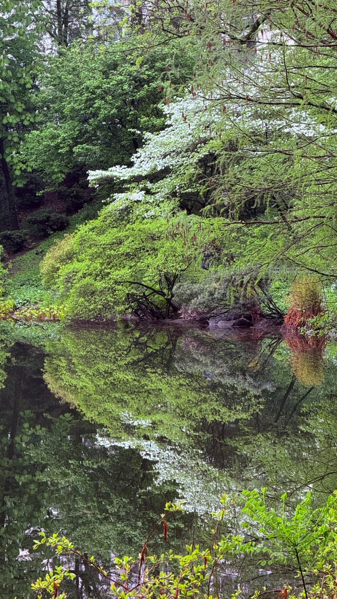 YdPdZGBhrsMsima's tweet image. Sometimes I have to look twice... literally.  Re-creating the beauty of nature with this flawless mirror image from image_5.png. So peaceful!  NatureReflection #Mindfulness