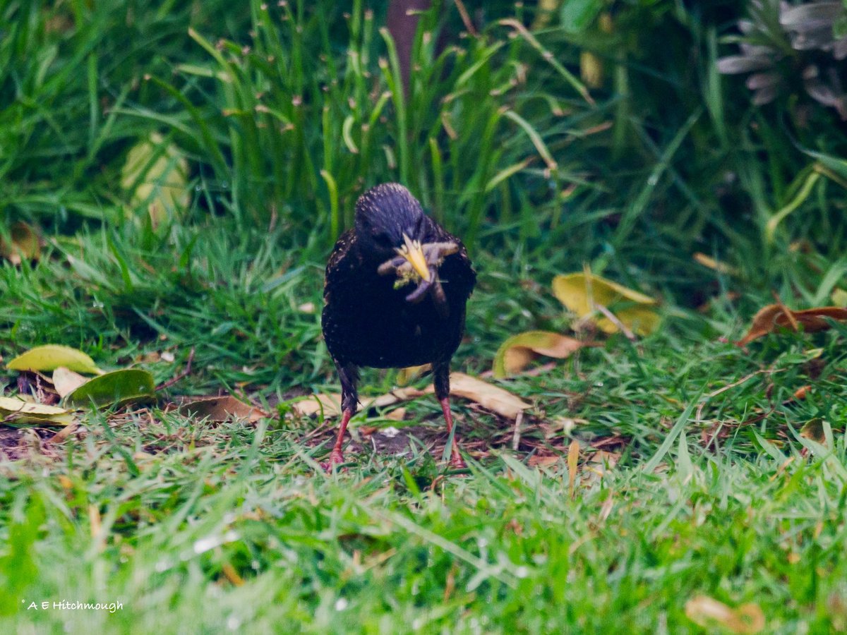 Alanehitch's tweet photo. @birderjack I think my local pair won’t be too far behind. https://t.co/lsBwyASRVu
