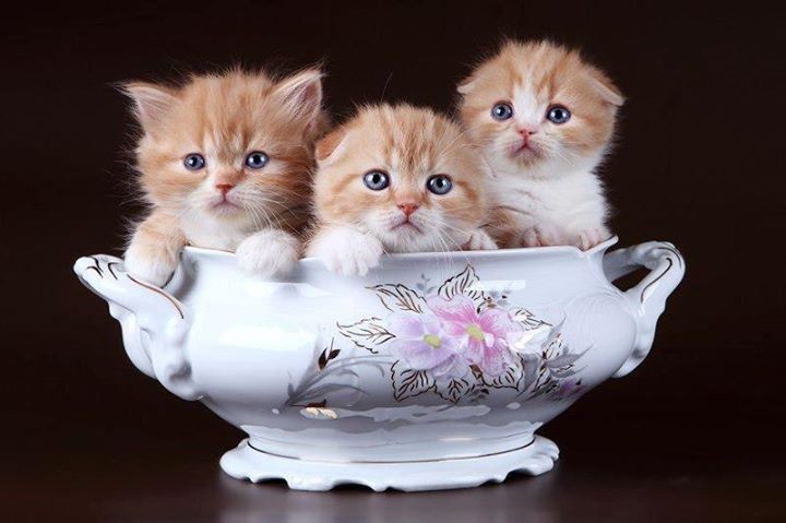 BunnieKat1962's tweet image. Happy
#SundayVibes 
#kittens 
#cats