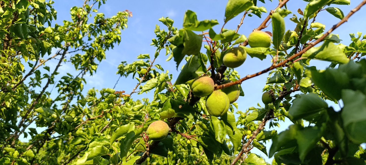 IsaLevyPrat's tweet image. Le temps des cerises 🍒 est arrivé ❤️
Mon jardin gourmand s'épanouit 🙏
Et une de mes fleurs préférées,ma pivoine 🩷
#Ardeche
#live
Belle soirée 🌛😘
A mercredi ☕😉