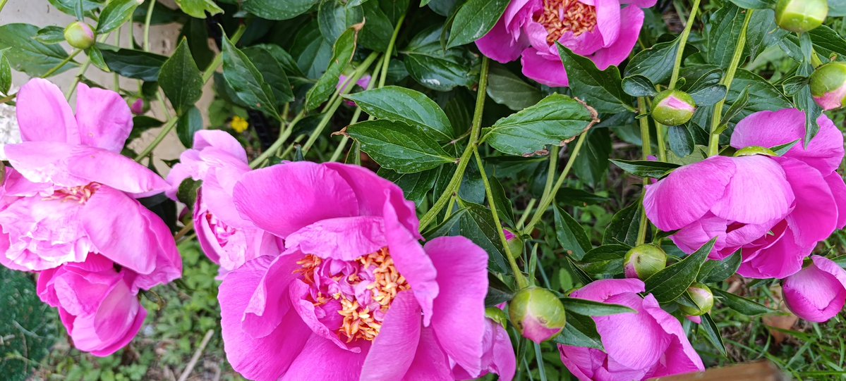IsaLevyPrat's tweet image. Le temps des cerises 🍒 est arrivé ❤️
Mon jardin gourmand s'épanouit 🙏
Et une de mes fleurs préférées,ma pivoine 🩷
#Ardeche
#live
Belle soirée 🌛😘
A mercredi ☕😉