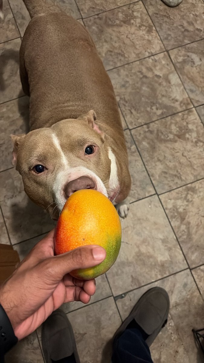 johnelpana's tweet image. Greedy boy wants a mango 😭 #nyc #dog