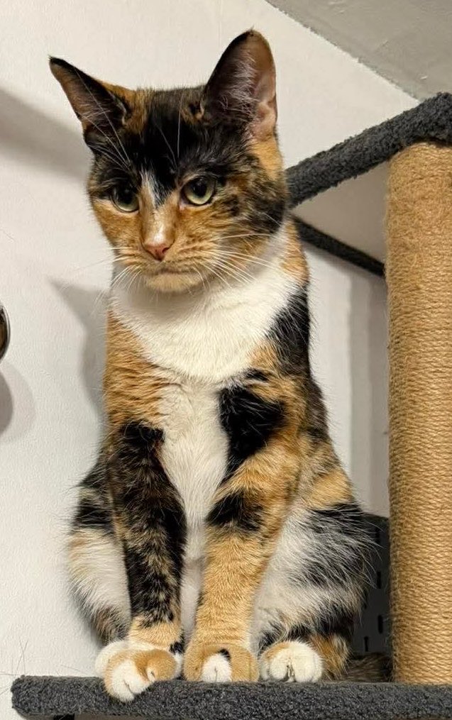 people need to stop putting pressure on women to conform to societal beauty standards. take my cat for example, feeling like she had to get a BBL to fit in😢😢
