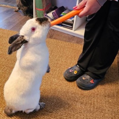Rabbit of the Day 🐰 tweet media