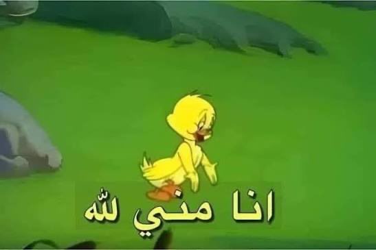 eelmasry tweet media