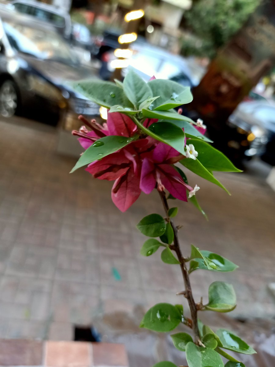 بنزوات الصوديوم tweet media