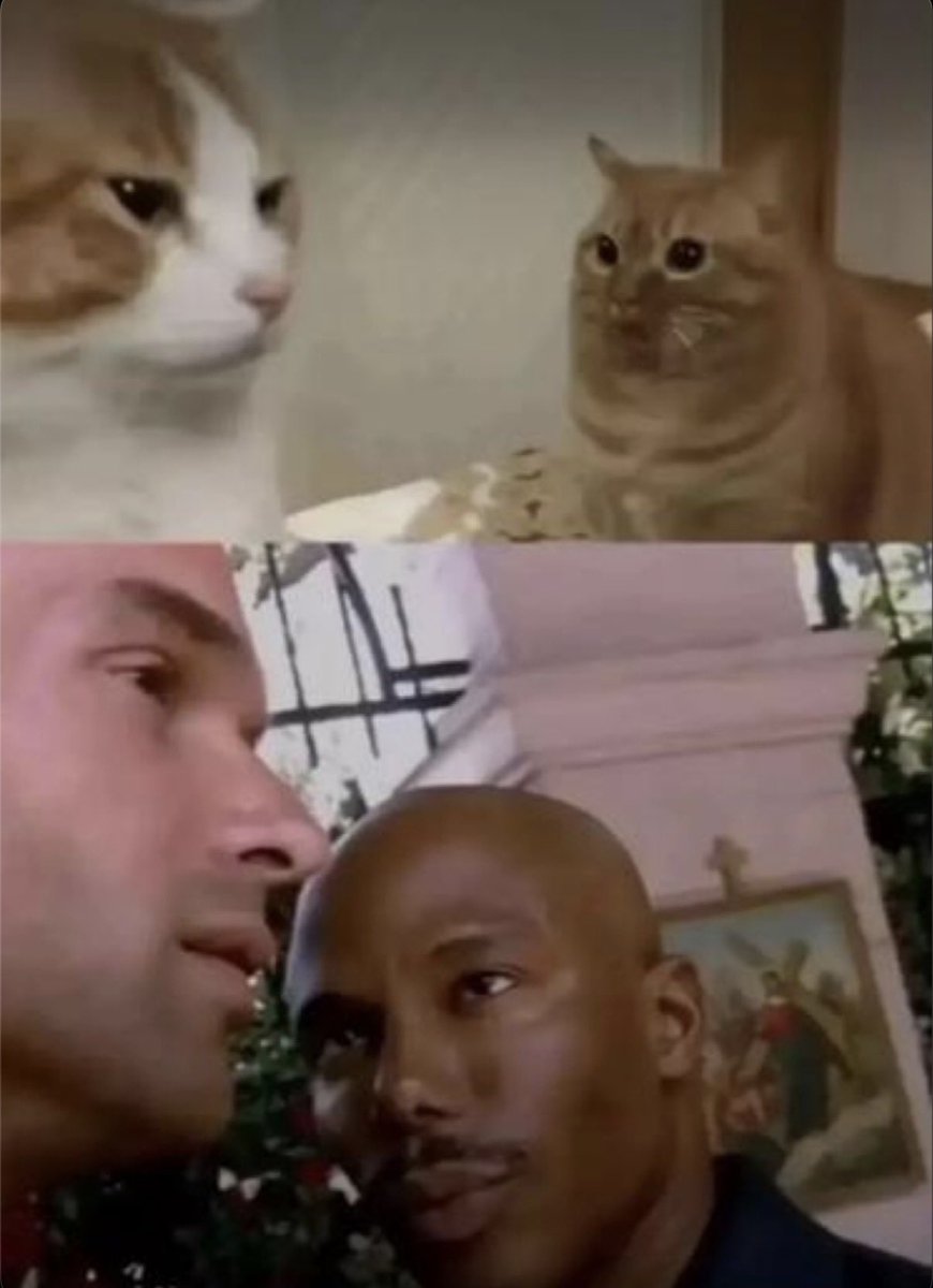 小丫头 (Stupid Orange Cat) Fan Page tweet media