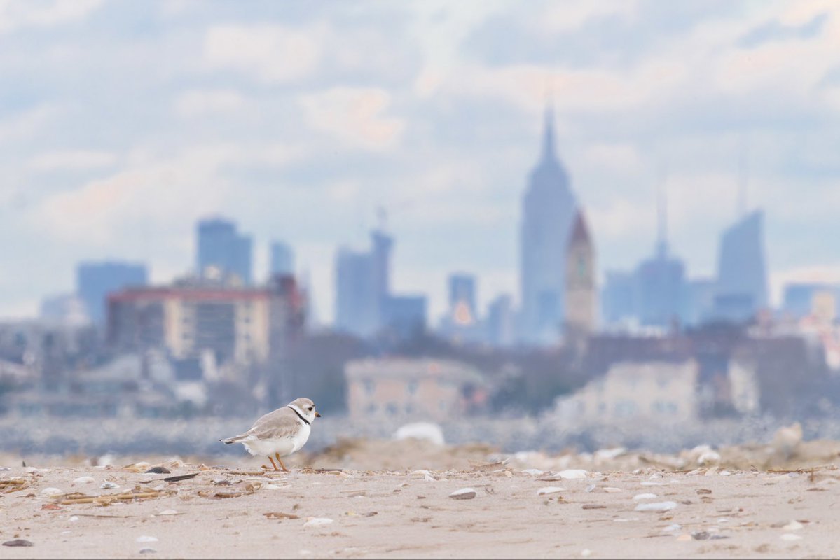 NYC Plover Project tweet media