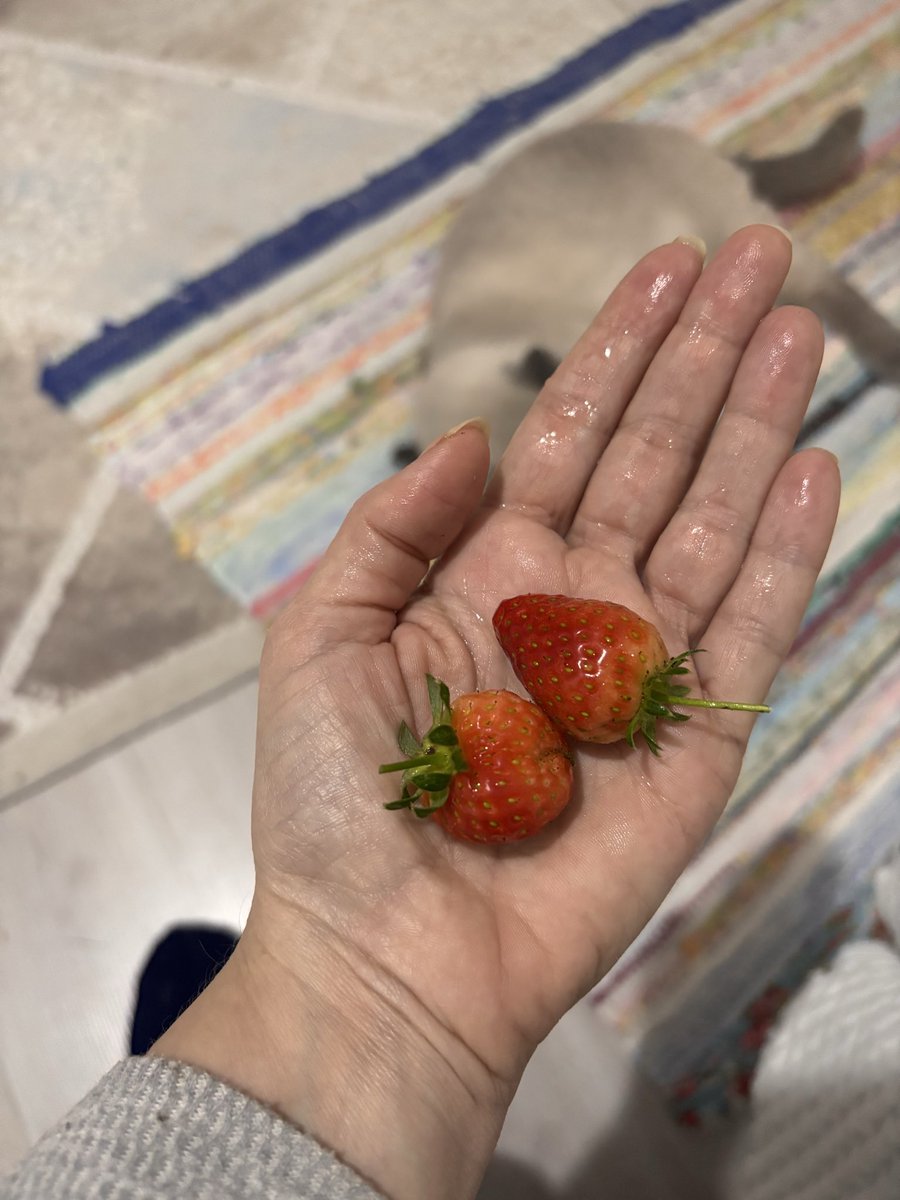 Elfimlanben's tweet photo. Tanesi 100 liradan okuturum kedi bedava https://t.co/S4mOfnJwCK