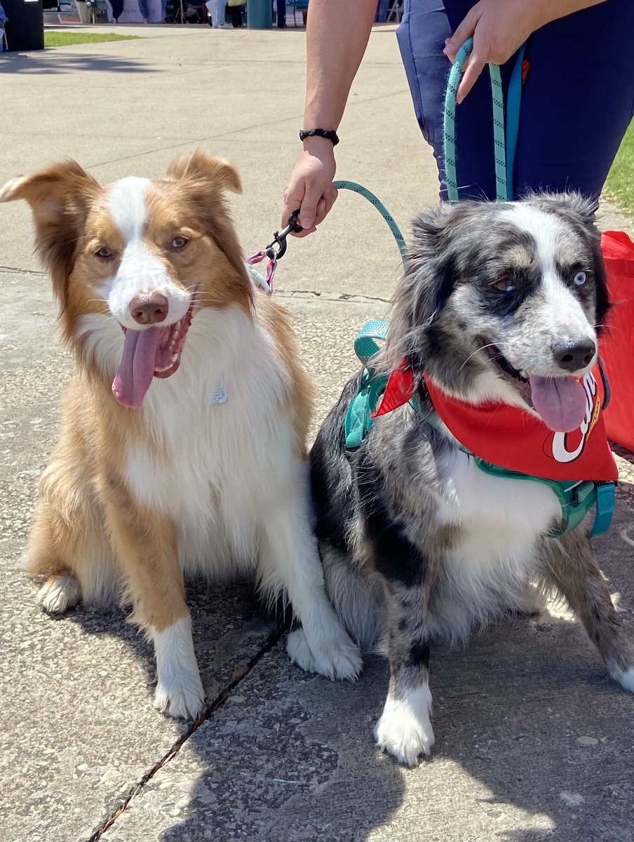PostParade's tweet photo. It’s Lone Star Bark @lonestarpark ! Beautiful afternoon for you and your pups! 10 dog races on the card this afternoon! Best silent auction baskets for your bid! All proceeds support the Spay and Neuter Network. https://t.co/zPDn9j2IEN