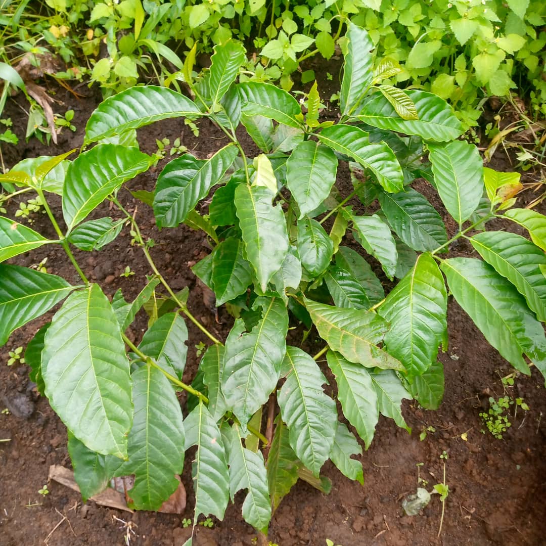 tayangas's tweet image. Coffee farmers, anything on track or there is something missing. #coffee