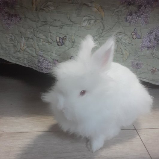 Rabbit of the Day 🐰 tweet media