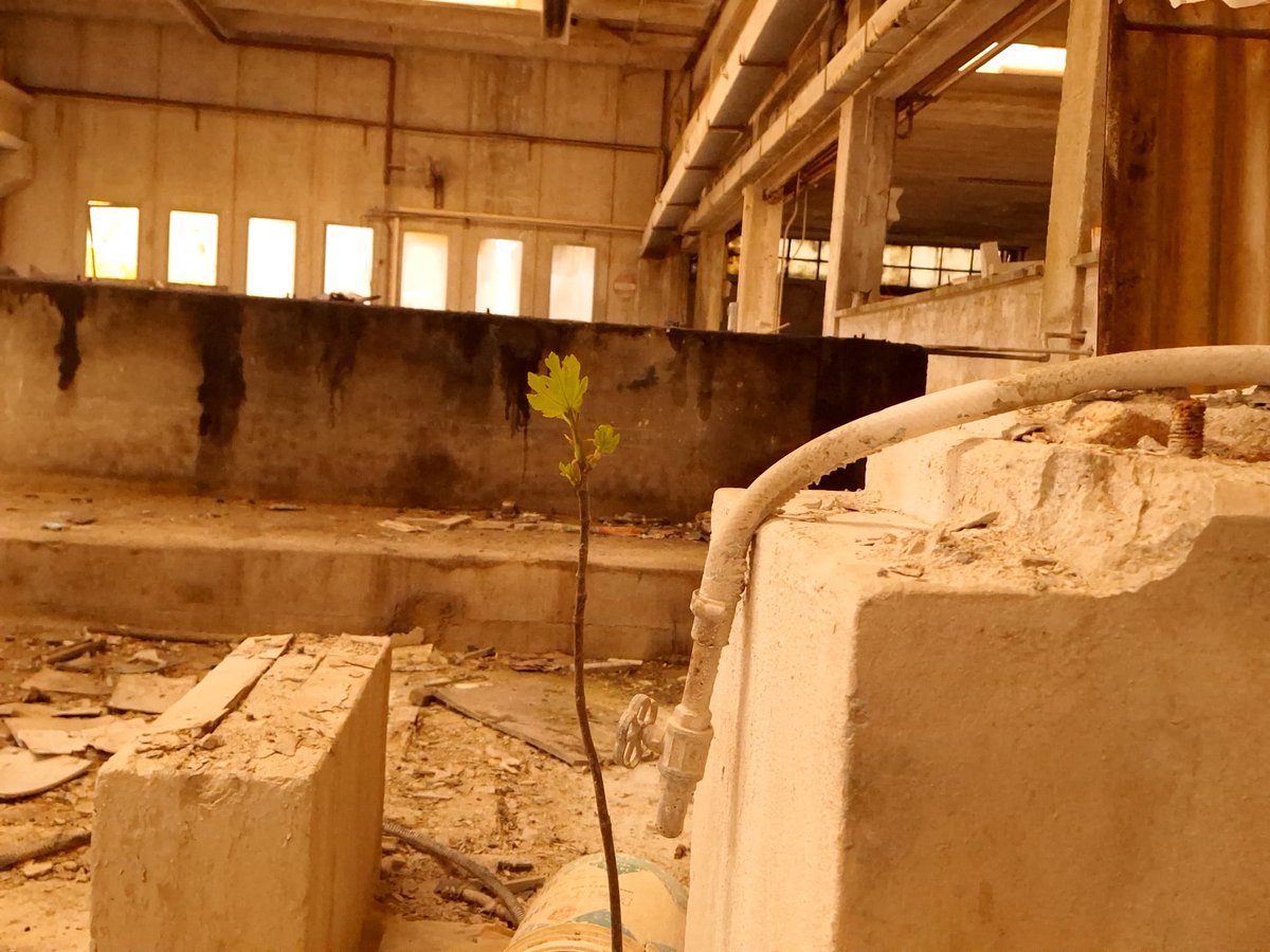 Giangi741's tweet image. Una pianta che non sa
#3maggio2026
#saturday
#urbex
#archeologiaindustriale