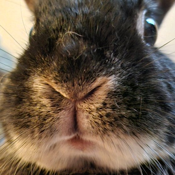 Rabbit of the Day 🐰 tweet media