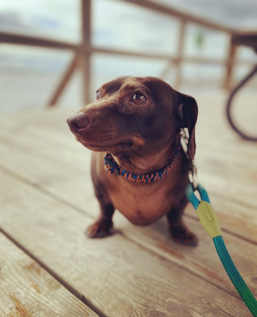 Brownie the Dachshund 🌈 tweet media