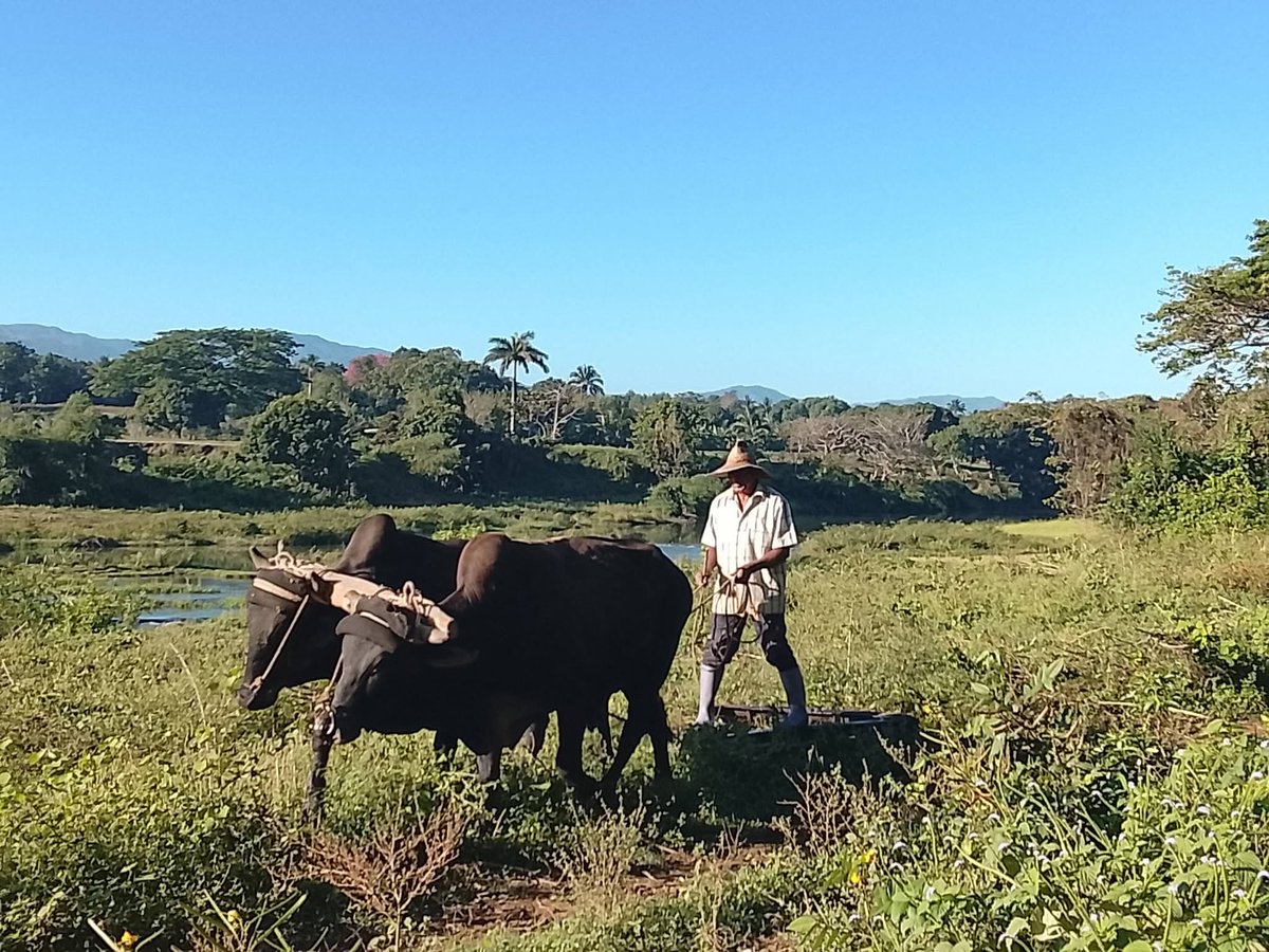 EnoelHernandez2's tweet photo. El trabajo no se detiene! 🚜 Continuamos con nuestro aporte decidido a la producción de alimentos en el #MunicipioBartoloméMasó. Paso a paso, fortalecemos nuestra soberanía alimentaria con el esfuerzo de todos. 🌾🇨🇺 @YudelkisOrtizB @EduardoLopezL65 @BorgesOlivero https://t.co/bWgB73EXGW