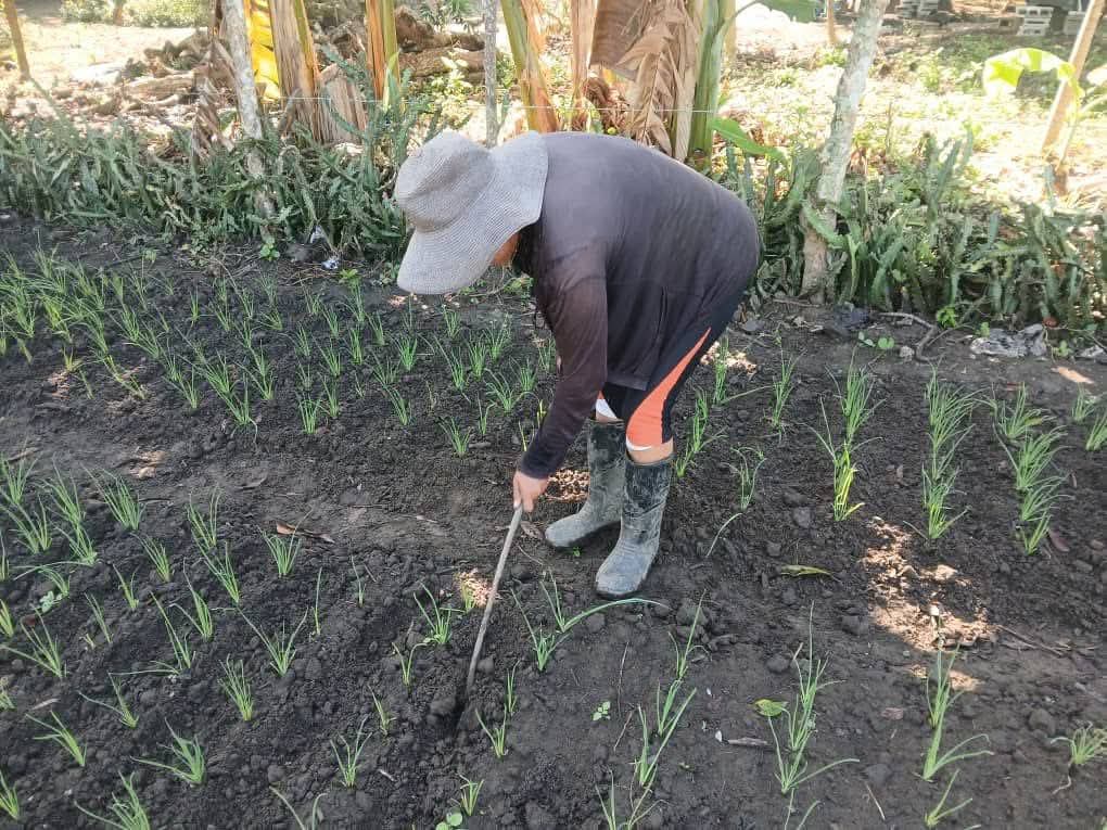 EnoelHernandez2's tweet photo. El trabajo no se detiene! 🚜 Continuamos con nuestro aporte decidido a la producción de alimentos en el #MunicipioBartoloméMasó. Paso a paso, fortalecemos nuestra soberanía alimentaria con el esfuerzo de todos. 🌾🇨🇺 @YudelkisOrtizB @EduardoLopezL65 @BorgesOlivero https://t.co/bWgB73EXGW