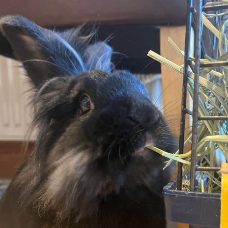 Rabbit of the Day 🐰 tweet media