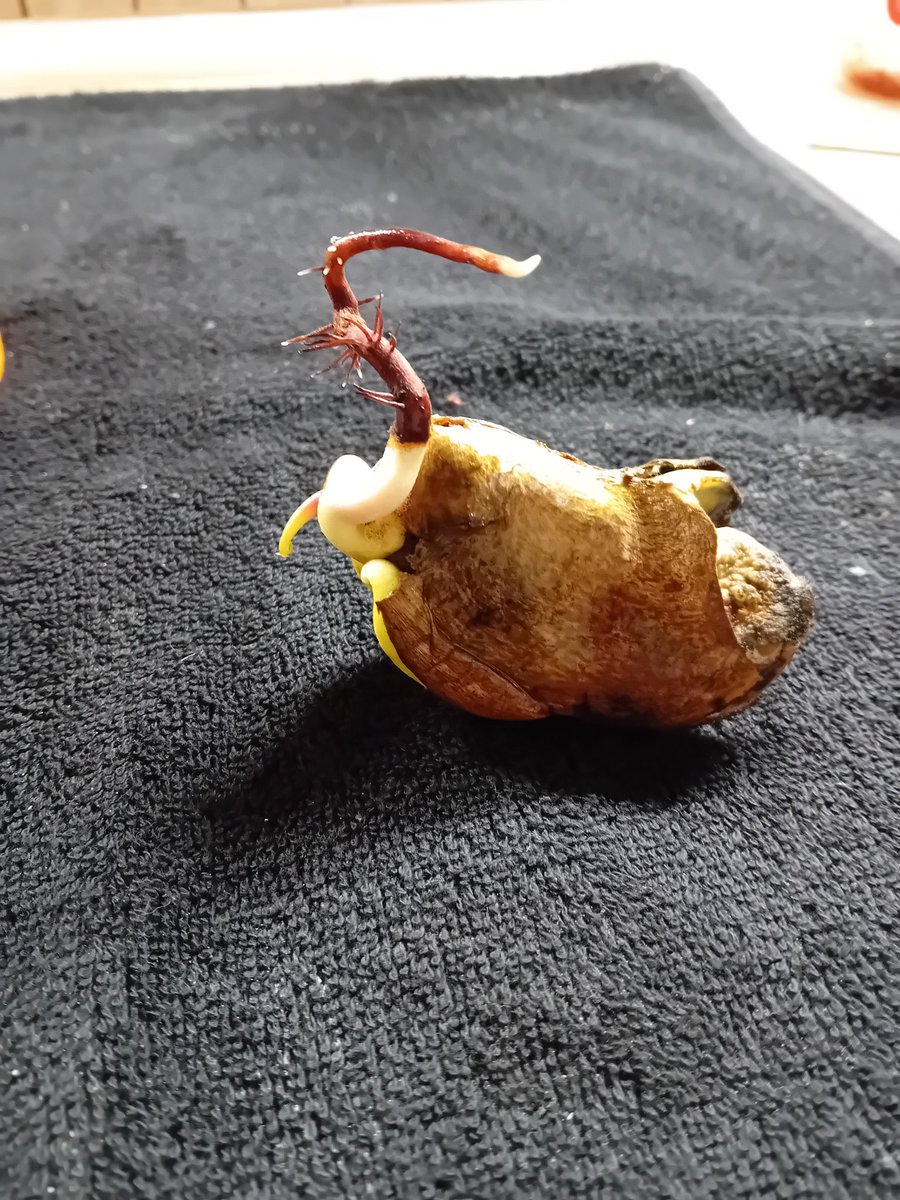 VentusBahamut's tweet image. 21 days have already passed and roots have formed, so I planted it today.

#Mango