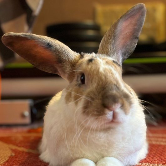 Rabbit of the Day 🐰 tweet media