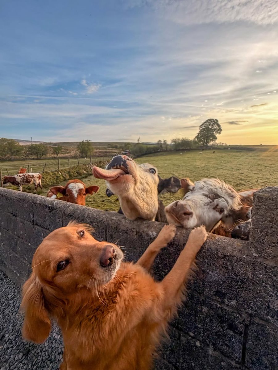 Unica14177579's tweet image. Unexpected besties making weekend better.🐶😂🤩🐄

#pets #animal #dog #SundayFunday #AnimalLovers #weekendfun