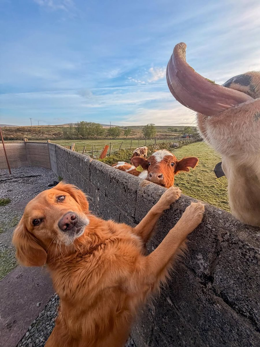 Unica14177579's tweet image. Unexpected besties making weekend better.🐶😂🤩🐄

#pets #animal #dog #SundayFunday #AnimalLovers #weekendfun