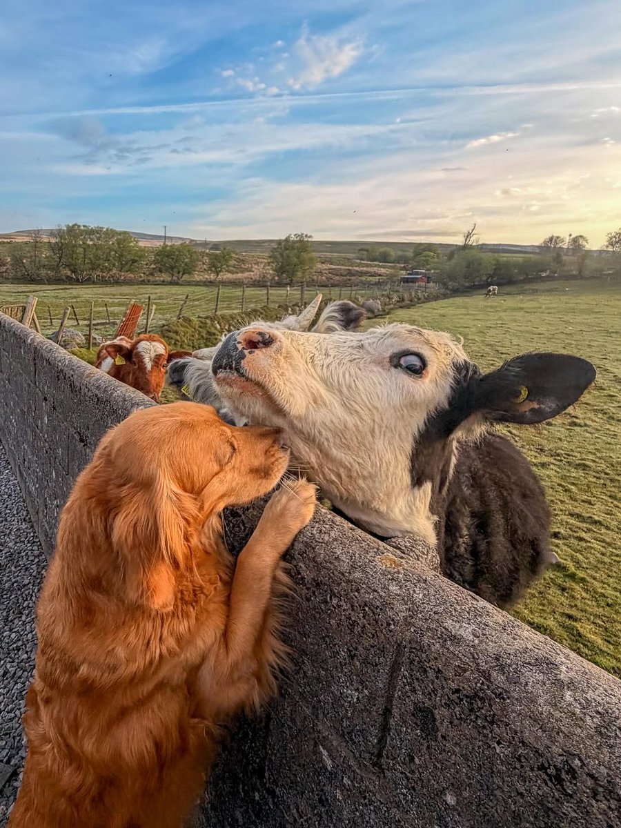 Unica14177579's tweet image. Unexpected besties making weekend better.🐶😂🤩🐄

#pets #animal #dog #SundayFunday #AnimalLovers #weekendfun