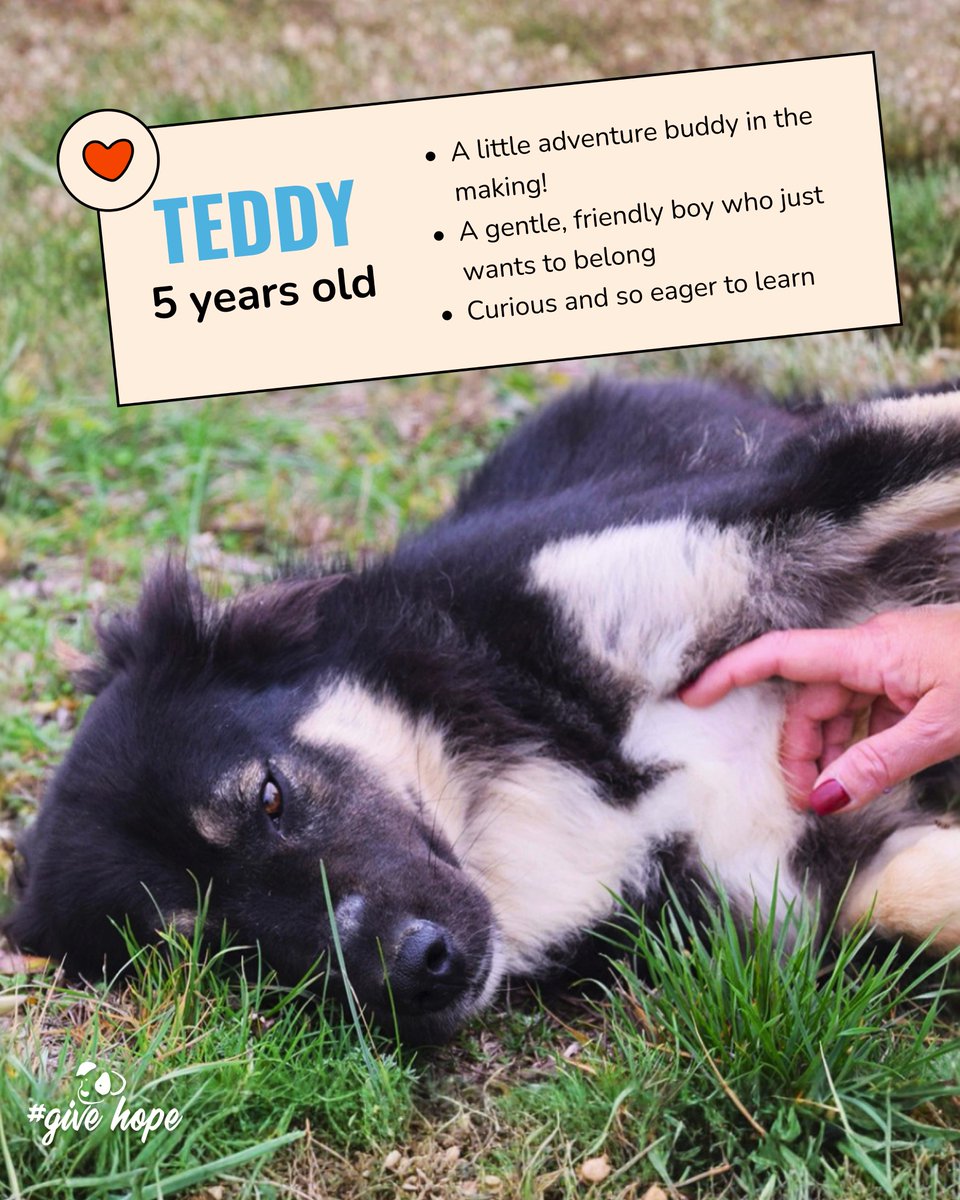 ROLDAOrg's tweet photo. Looking for someone tall, dark and a little mysterious? 🐾❤️

Teddy might just be your guy! 🥹

This sweet boy is friendly with everyone he meets, with a subtle charm that draws you in. He may hold back for a moment at first, but his curiosity quickly takes over as he starts to explore and connect.

He is the kind of dog who is still figuring things out and just wants to belong. You will see it in the way he watches, learns, and slowly builds confidence with the people around him. With the right support, this boy will be the perfect adventure buddy! 

Teddy would suit a calm, understanding home that can guide him and give him the space to grow at his own pace. He gets along well with other dogs and could happily live with a confident companion, but he would also do well as the only dog with someone who can focus on building that bond.

In return, you will have a loyal, curious companion who wants to be part of your world and discover it by your side.

📍 Adoptions are available in the UK and Sweden. If you are not able to adopt, Teddy also welcomes sponsors from all over the world 🌍

View his profile: https://t.co/YbalYf97KH   🐶

#adoptadog #rescuedogs #dogrescue #dogadoption #givehopewithROLDA