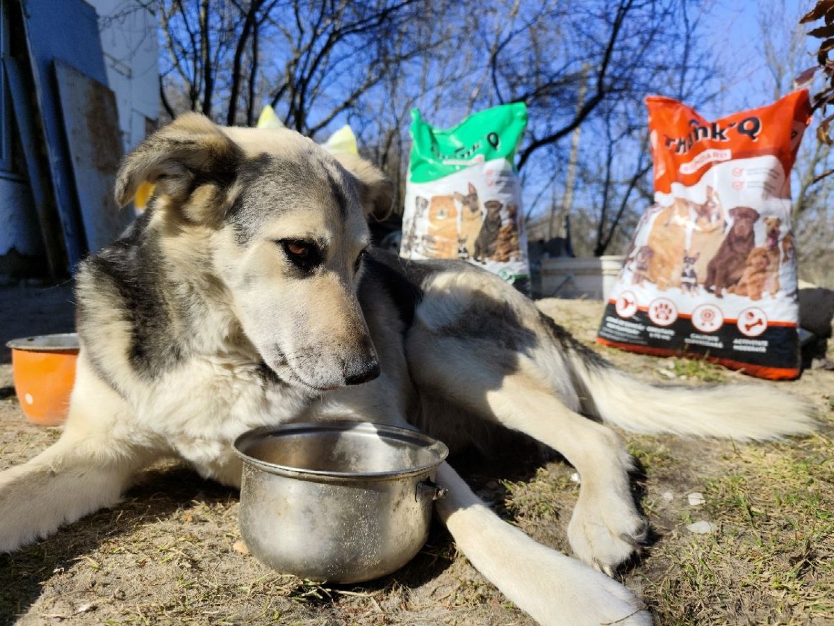 ROLDAOrg's tweet photo. In an ideal world, every dog and cat would have a safe home, regular meals, and a family to care for them.

For many animals in Ukraine right now, that is not the reality.

Across communities affected by the war, animals are still living on the streets or with families who are struggling to meet even their own basic needs.

This is where community rescuers, like  Dmitry, step in.

As one of our ROLDA Heroes, she travels across these communities delivering food for stray animals and supporting local people so they can continue caring for their pets. 

Sometimes this is what rescue looks like - showing up consistently, making sure animals are fed, and supporting the people doing everything they can to care for them.

We support ROLDA Heroes because we know we cannot be everywhere but with your help, we’re able to send life-saving resources to individuals and organisations and work with them to help animals in need ❤️‍🩹

When you donate to ROLDA, you’re not just supporting our shelter, you’re also helping us support rescue efforts in areas like Ukraine, Turkey, Bulgaria and Bethlemham: https://t.co/2HltSsTcJW 🐾

#givehopewithROLDA #animalrescuers #helpushelpthem #savingstrays #animalrescue