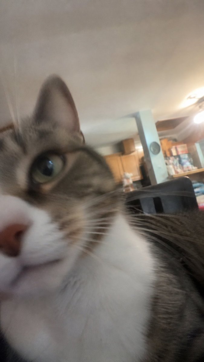 Accidental Cat Selfie of ChatGPT - PromptGather image 1