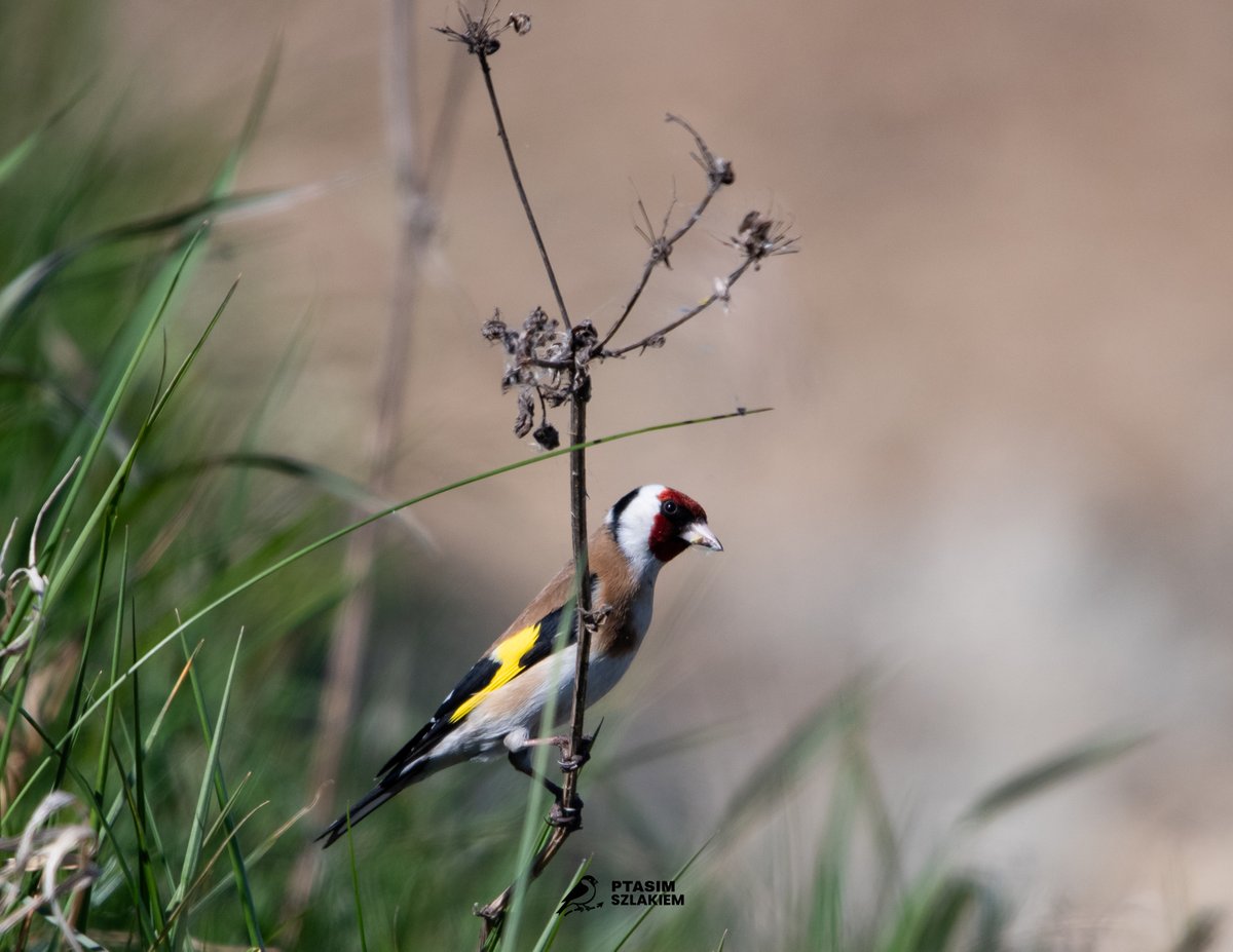 Artur90129956's tweet image. 86/2026 - maj 2026          

szczygieł (Carduelis carduelis)          

z ang. The European goldfinch

#birdsseenin2026 #birdwatching #Poland 🇵🇱 #NaturePhotography #birdphotography         

Obserwacja - Jaktorów