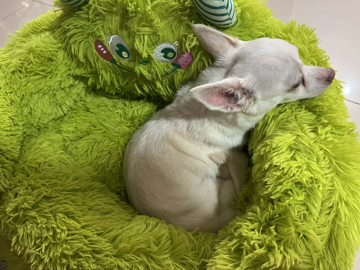 Lacrima_Sol's tweet image. Got this adorable cushion for my cute doggy ❤️♥️ #chihuahua #dog #doggy