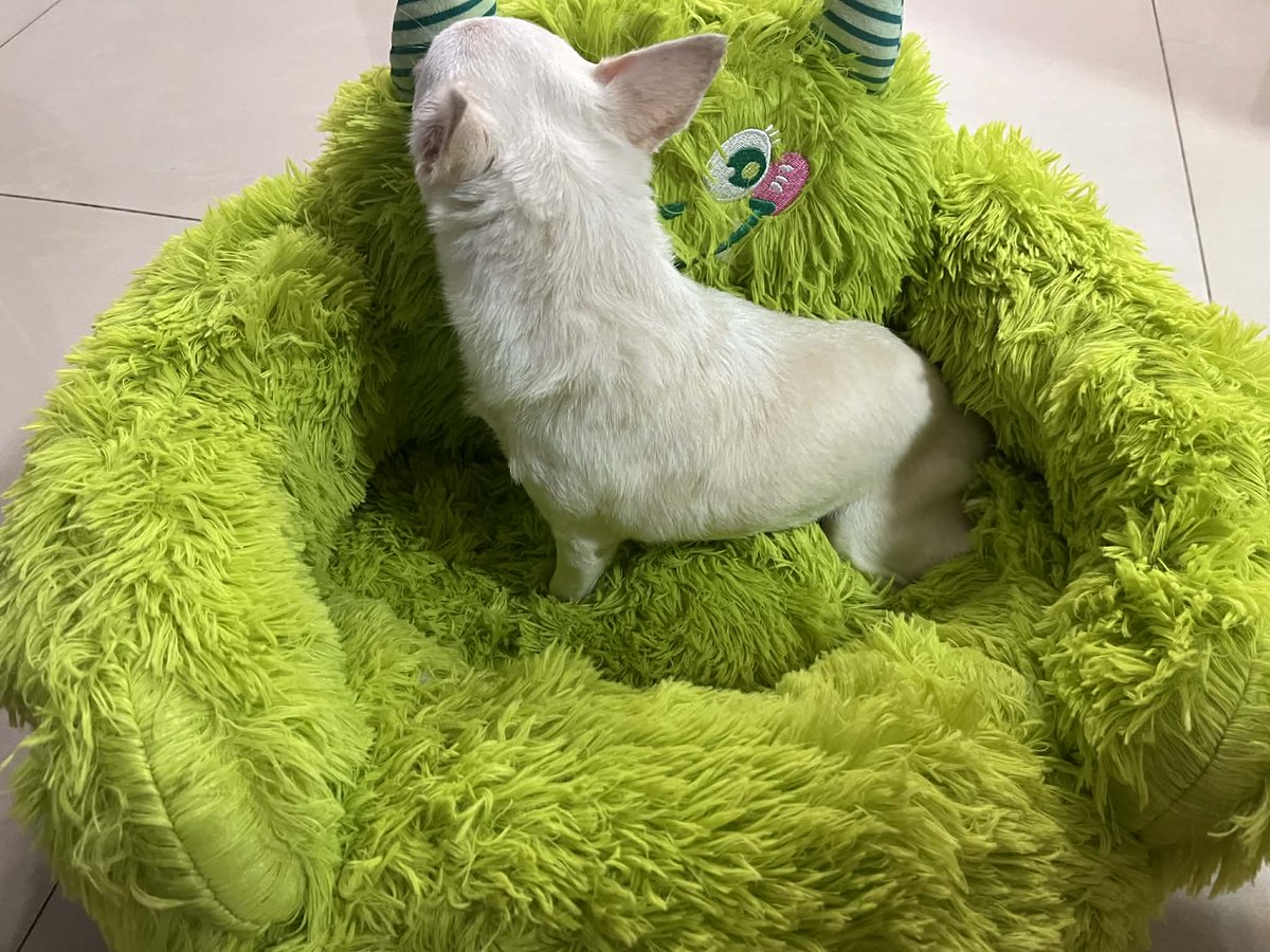Lacrima_Sol's tweet image. Got this adorable cushion for my cute doggy ❤️♥️ #chihuahua #dog #doggy