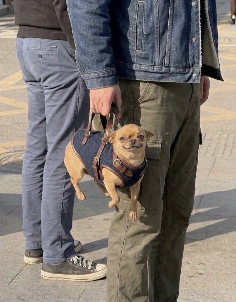 Puppies 🐶 tweet media