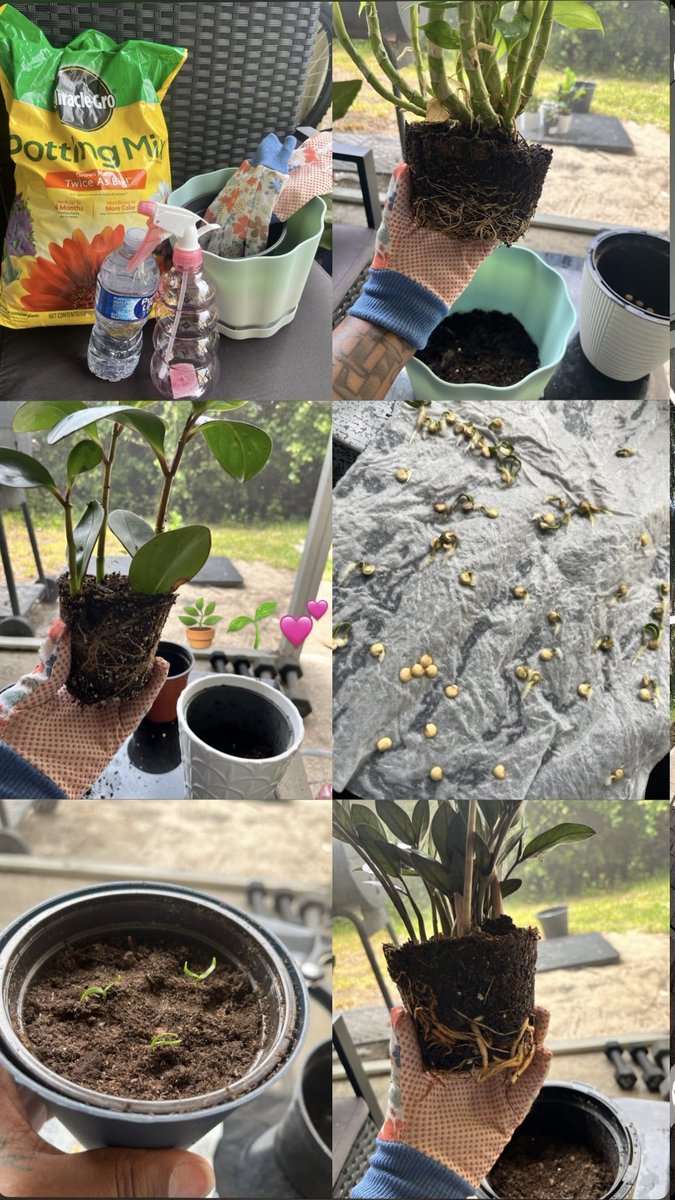 honeyhunch0's tweet image. Planting and repotting #peace #plant #lover