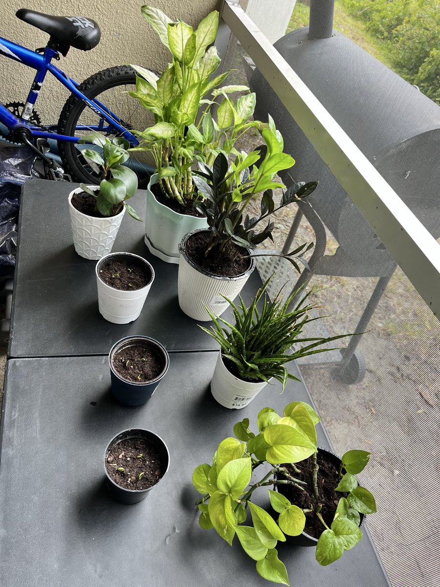 honeyhunch0's tweet image. Planting and repotting #peace #plant #lover