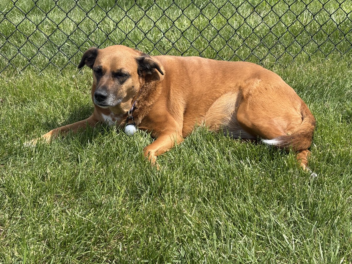 mosesowner314's tweet photo. Just sitting here supervising the yard work. It’s a hard job but someone has to do it. https://t.co/aX7laoVmXo