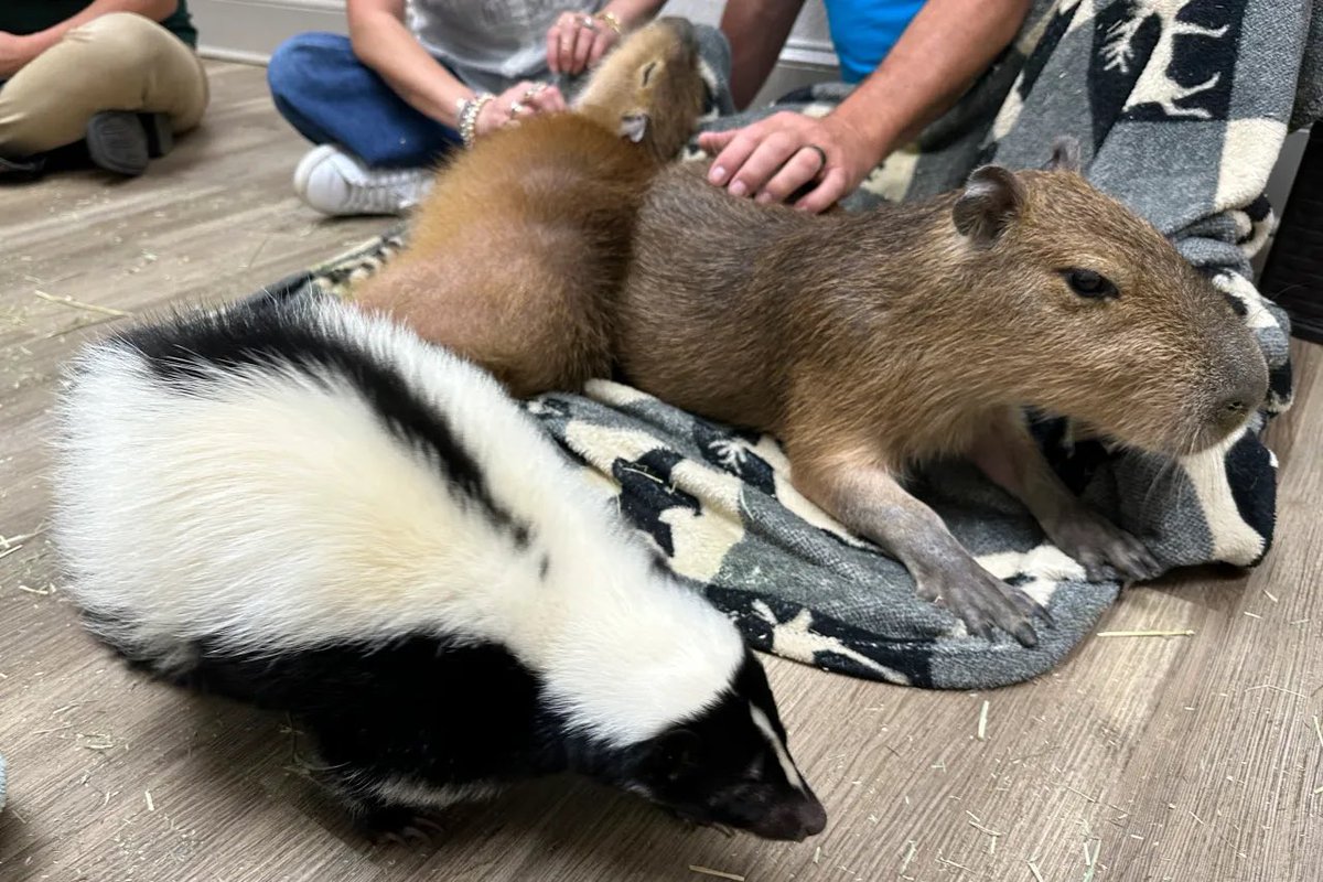 Skunk tweet media