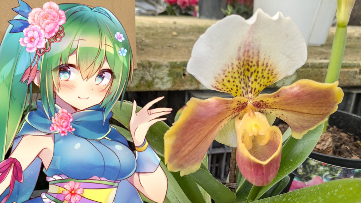 菜月はな🍀🌿バーチャル隣のお姉さん tweet media