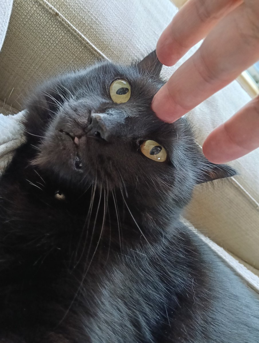 haru(献上品部門担当)🐈‍⬛🐈 tweet media